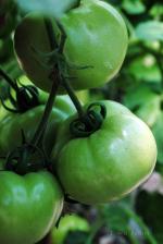 1-pomidory-pod-folia-7576_150x0