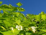 8-jasminowiecjpg-7609_150x0